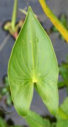 Sagittaria montevidensis. Broad arrow-shaped leaf-blade.
 Image: P. Champion © NIWA 2020 All rights reserved